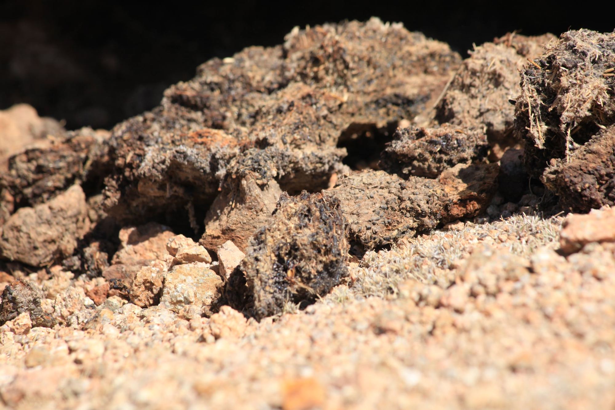 Raw shilajit resin seeping from rock in the Altai Mountains